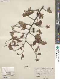 Prunus gracilis image