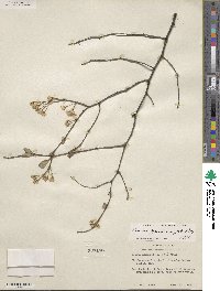 Prunus gracilis image