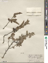 Prunus gracilis image