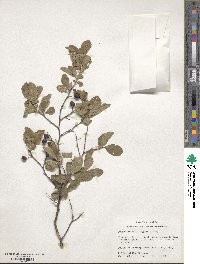 Prunus gracilis image