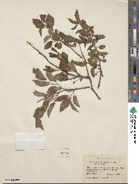 Prunus gracilis image