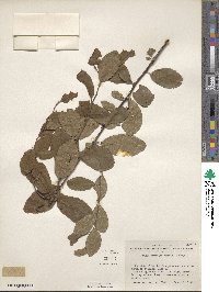 Prunus gracilis image