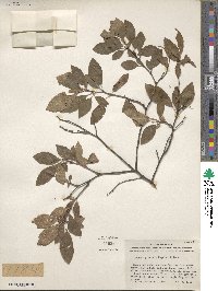 Prunus gracilis image