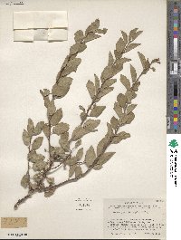 Prunus gracilis image