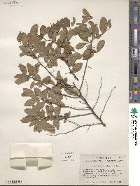 Prunus gracilis image