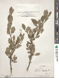 Prunus gracilis image