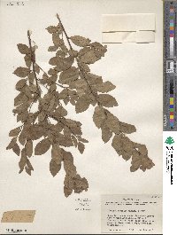 Prunus gracilis image