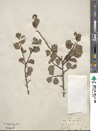 Prunus maritima var. gravesii image