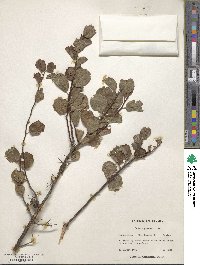 Prunus maritima image