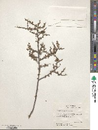 Prunus havardii image