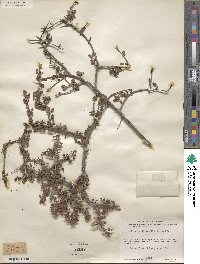 Prunus havardii image