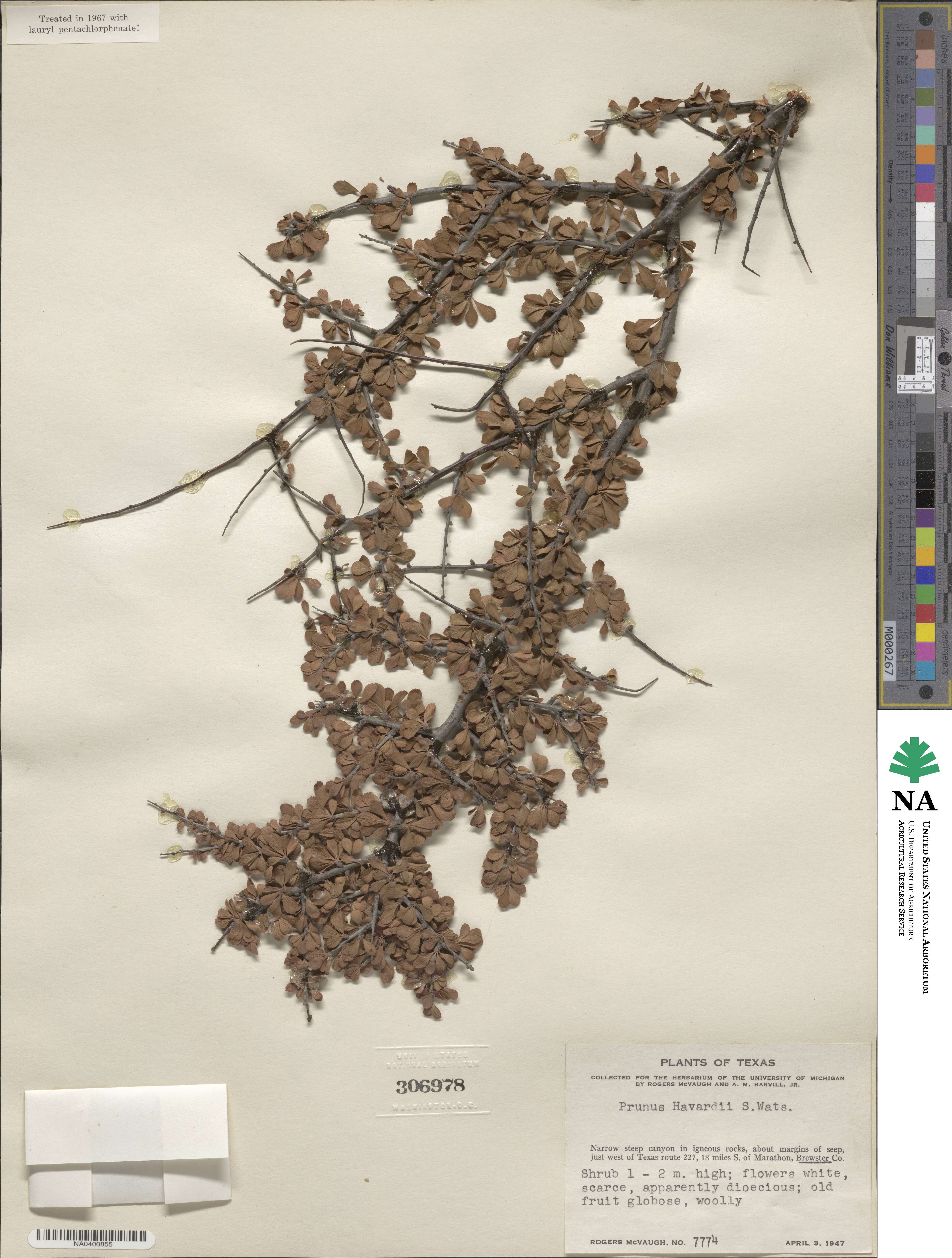 Prunus havardii image