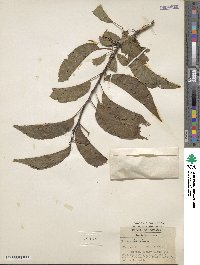 Prunus hortulana image