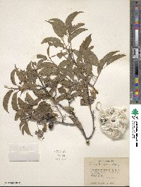 Prunus hortulana image