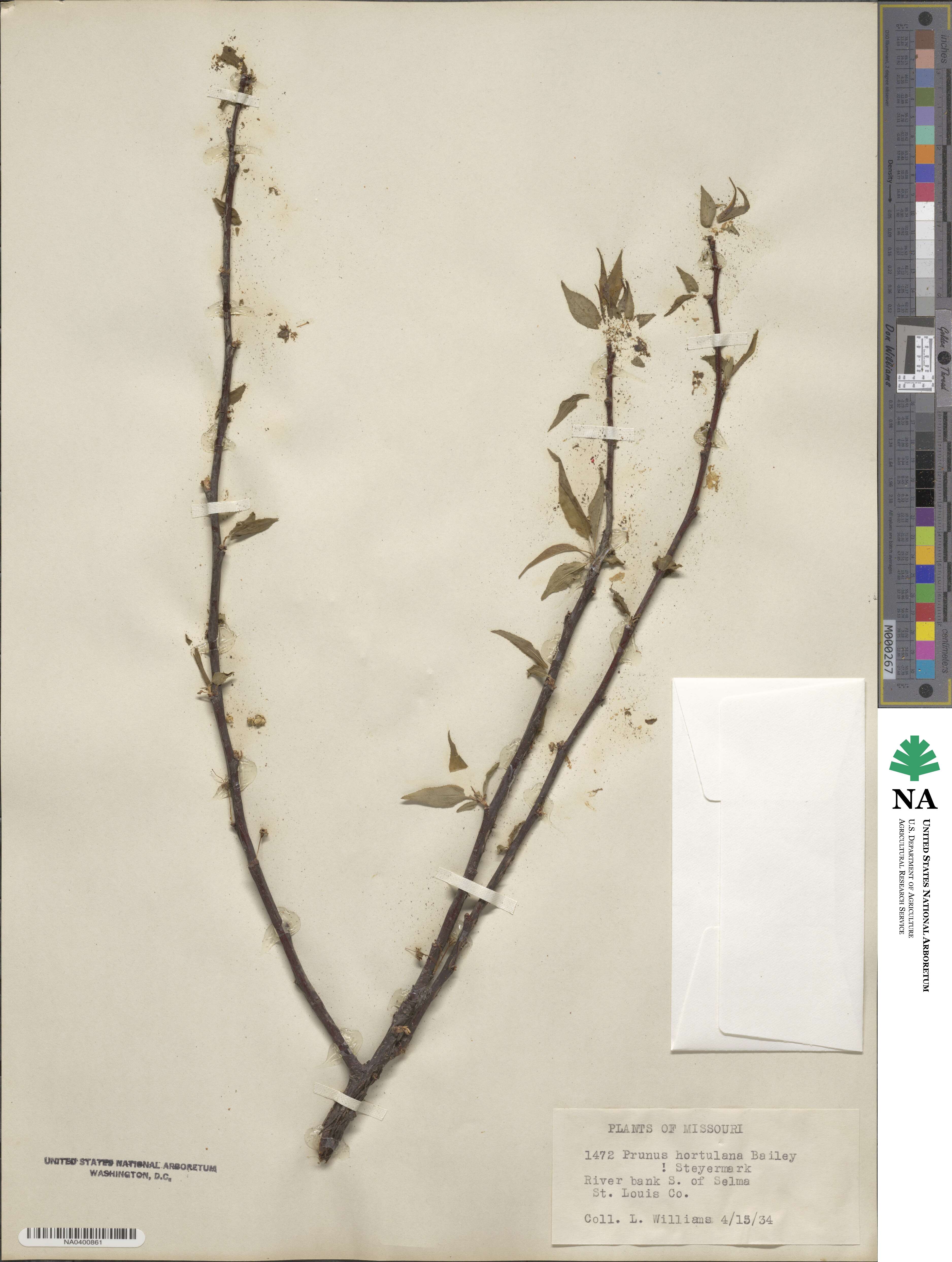 Prunus hortulana image