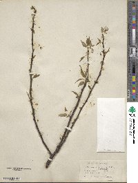 Prunus hortulana image