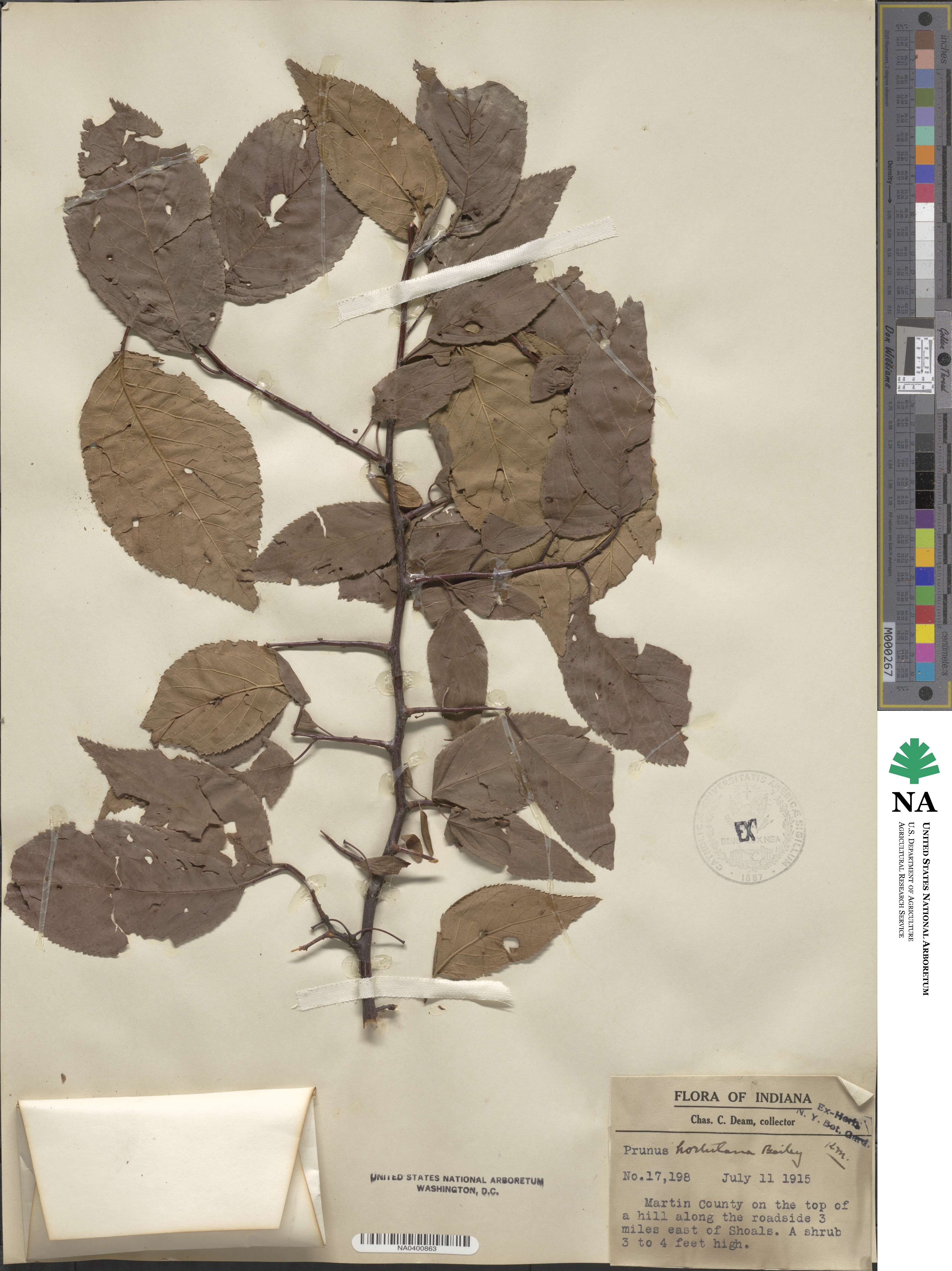 Prunus hortulana image
