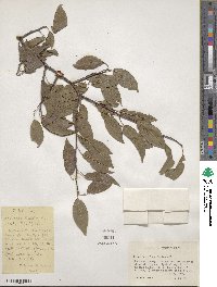 Prunus hortulana image