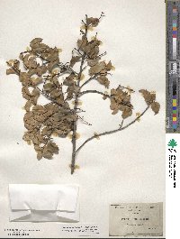 Prunus ilicifolia image