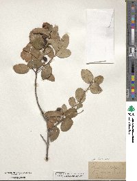 Prunus ilicifolia image