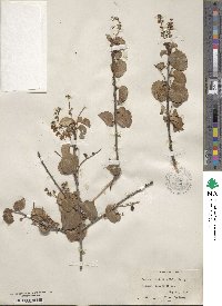 Prunus ilicifolia image