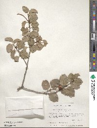 Prunus ilicifolia image