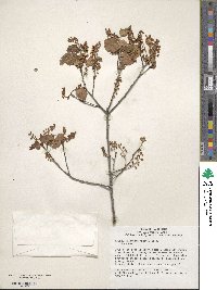 Prunus ilicifolia image