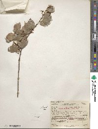 Prunus ilicifolia image