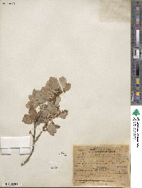 Prunus ilicifolia image