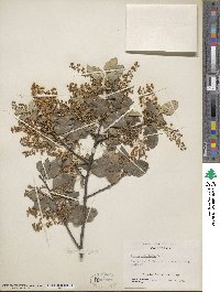 Prunus ilicifolia image