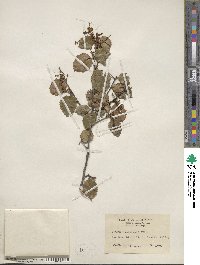 Prunus ilicifolia image