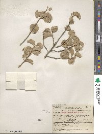 Prunus ilicifolia image