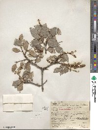 Prunus ilicifolia image