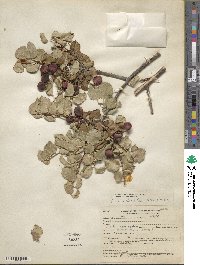 Prunus ilicifolia image