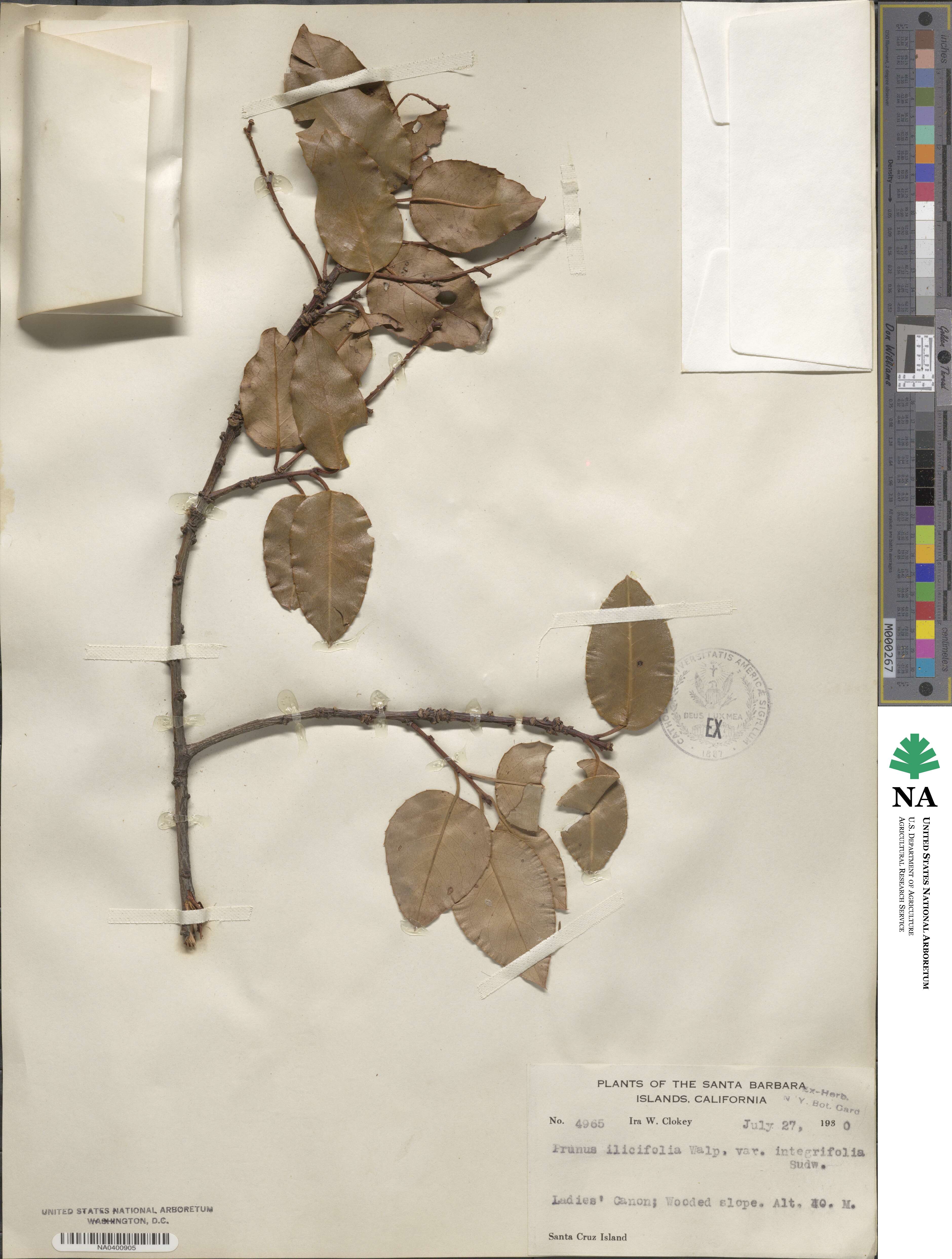 Prunus ilicifolia subsp. occidentalis image