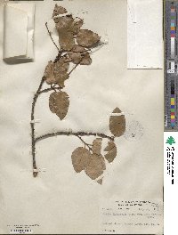 Prunus ilicifolia subsp. occidentalis image