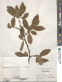 Prunus umbellata image