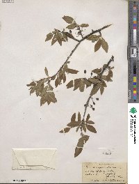 Prunus umbellata image