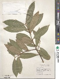 Prunus laurocerasus image