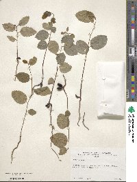 Prunus ilicifolia image