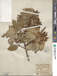 Prunus ilicifolia subsp. occidentalis image