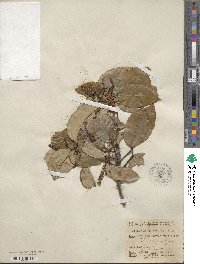 Prunus ilicifolia subsp. occidentalis image