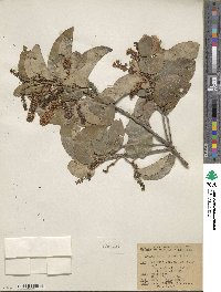 Prunus ilicifolia image