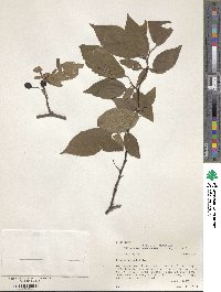 Prunus mahaleb image