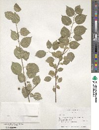 Prunus mahaleb image