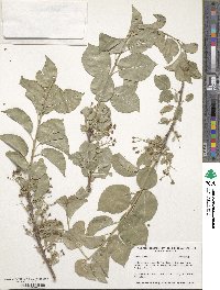 Prunus mahaleb image