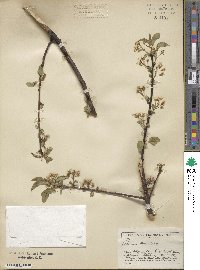 Prunus mahaleb image