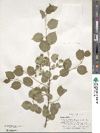 Prunus mahaleb image