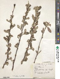 Prunus mahaleb image