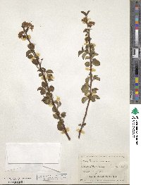 Prunus mahaleb image